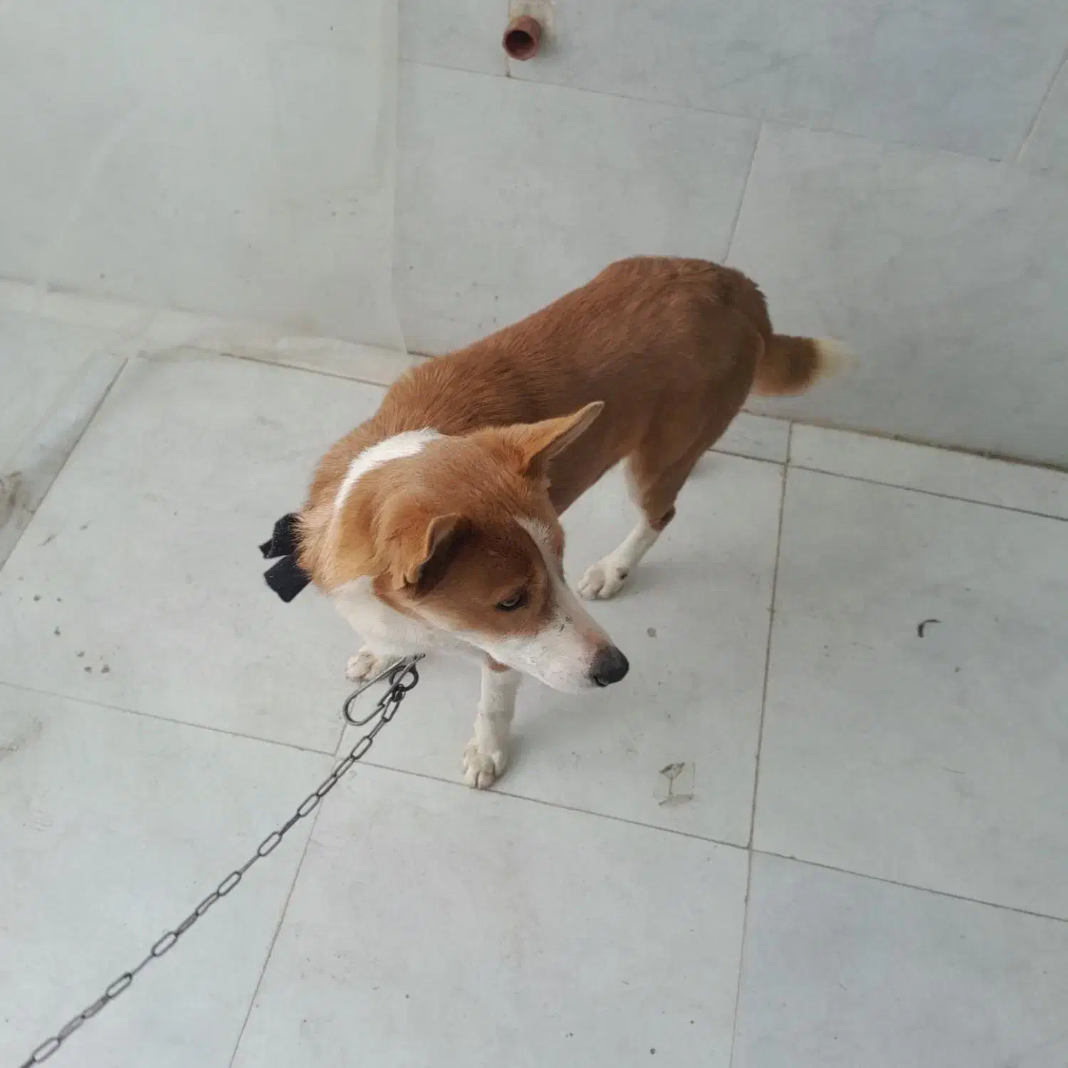 سگ هاسگی|سگ|تهران, میرداماد|دیوار