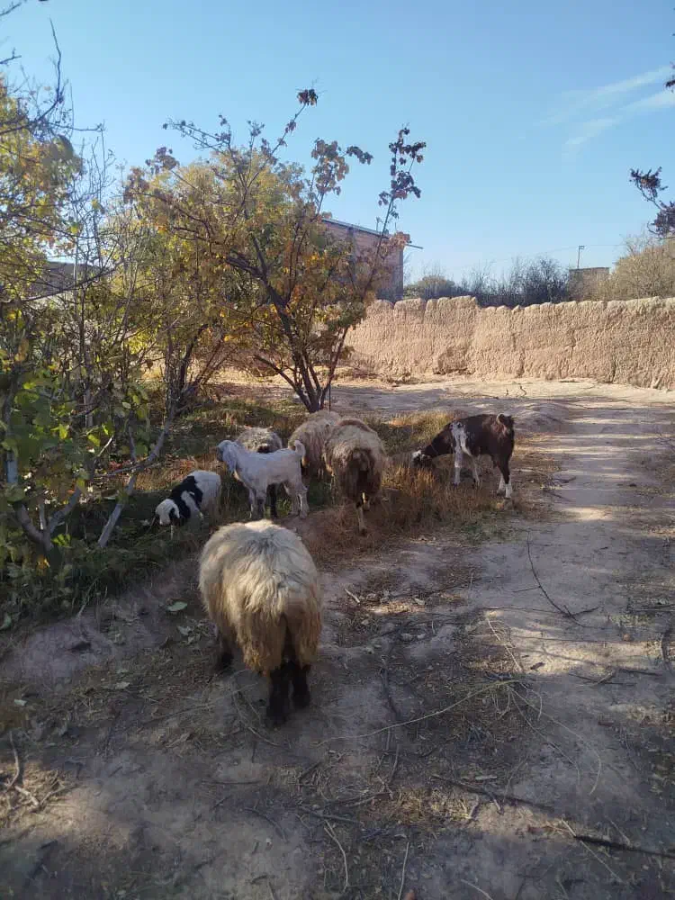 گوسفندوبز همراه کهره فروشی|حیوانات مزرعه|ماهان, |دیوار