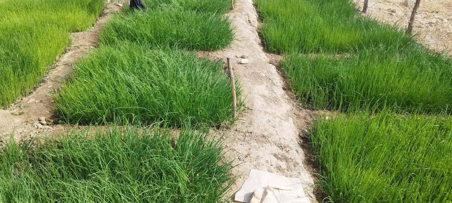 تیم پیاز محلی چاروسا|گل و گیاه طبیعی|چاروسا, |دیوار