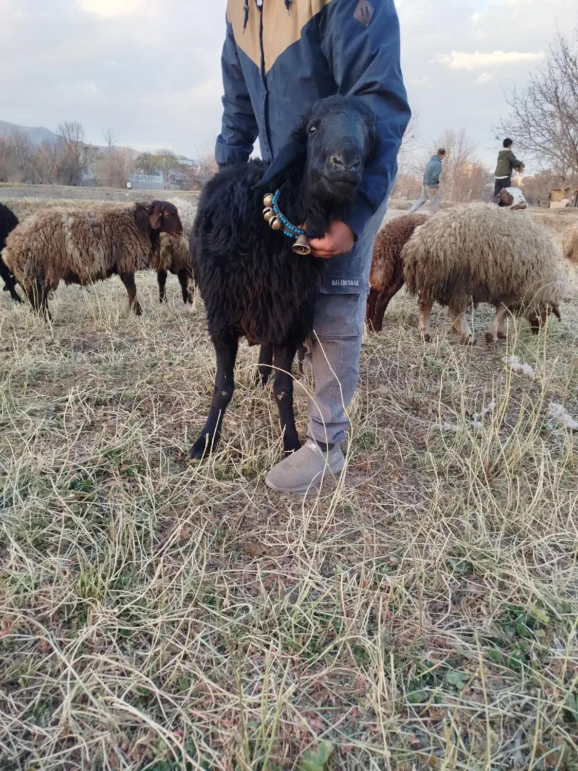 بره قوچ|حیوانات مزرعه|اراک, |دیوار