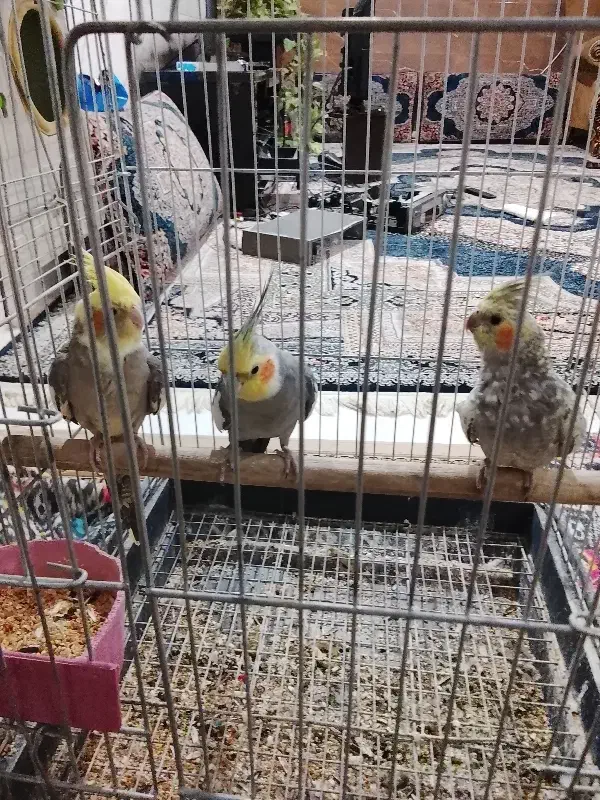 سه عدد عروس هلندی دو عدد ماده یکیش نر|پرنده|اراک, |دیوار