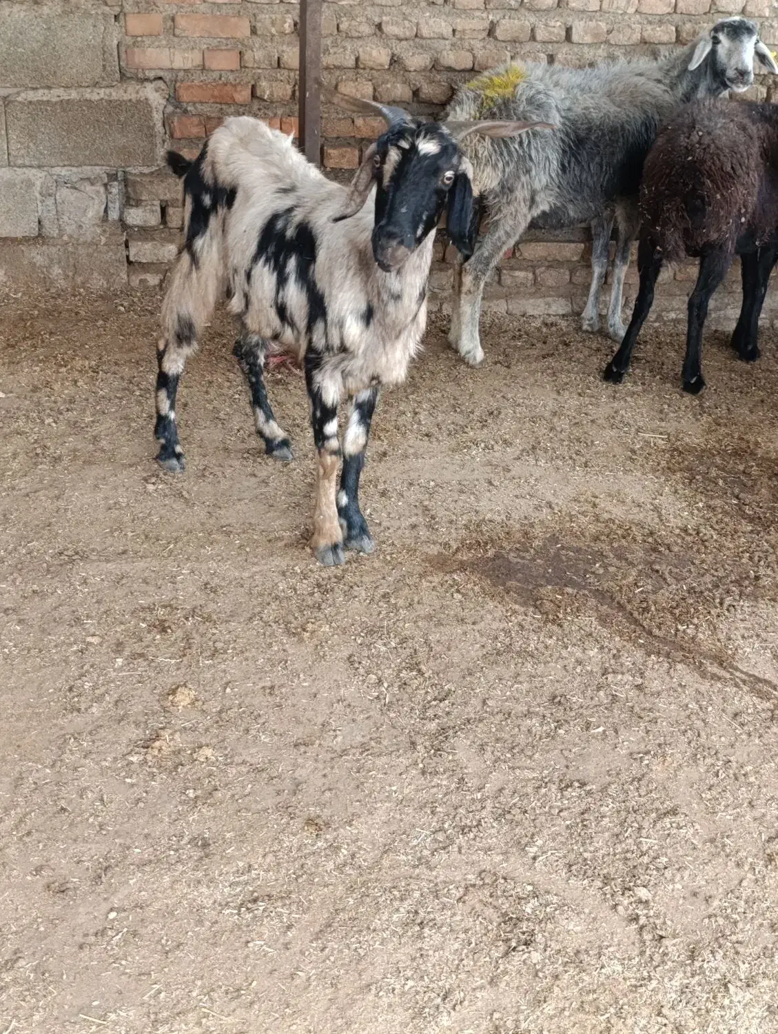 بز تیپ تیپی جوان|حیوانات مزرعه|آزادشهر, |دیوار