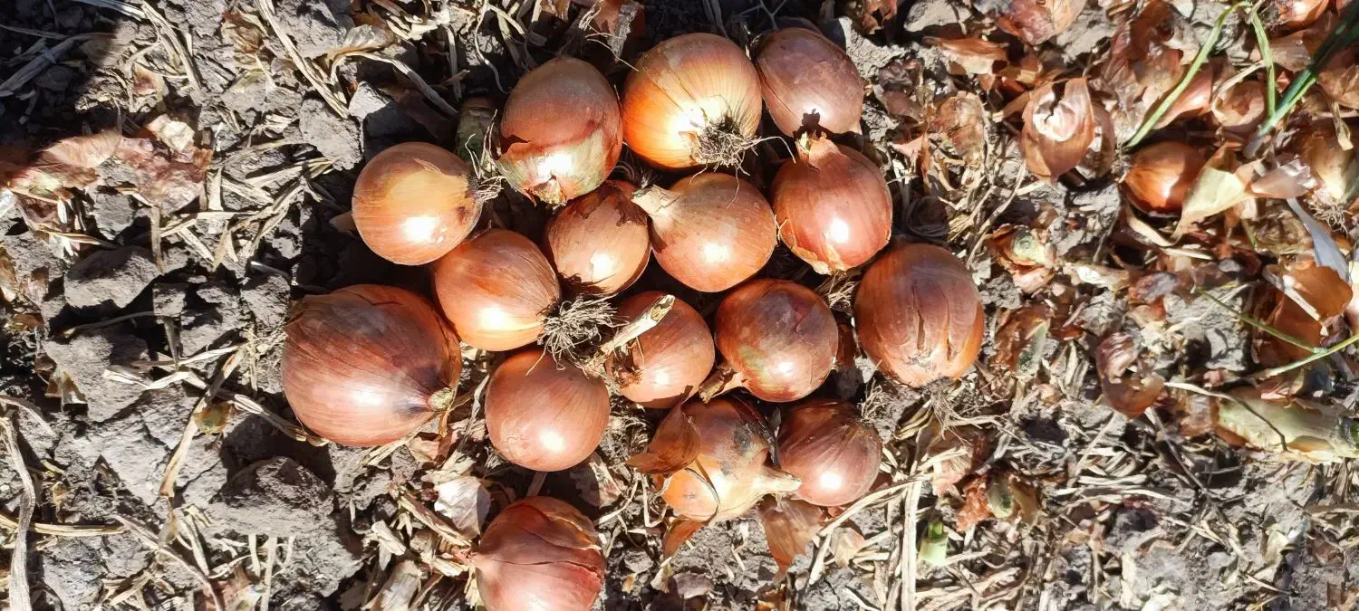 پیاز زرد درجه یک|خوردنی و آشامیدنی|جوین, |دیوار