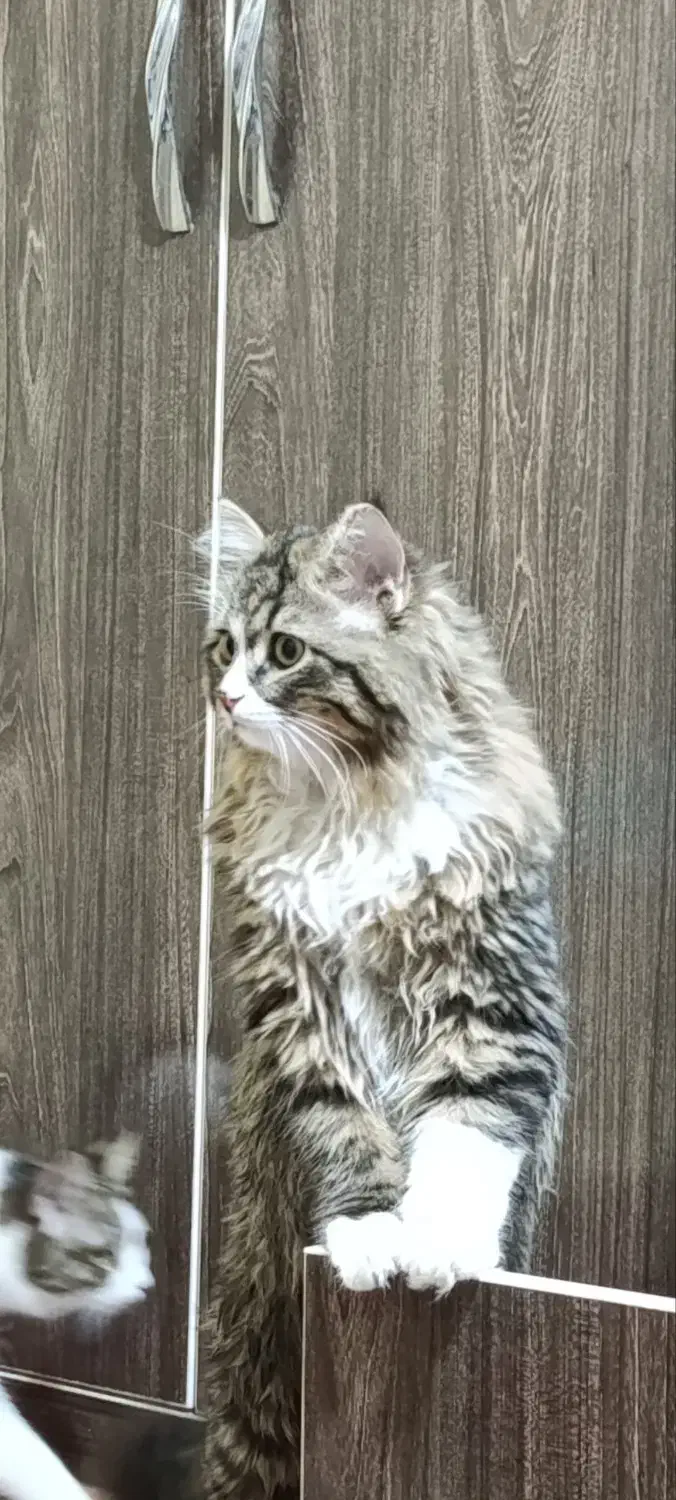 گربه|گربه|یزد, |دیوار