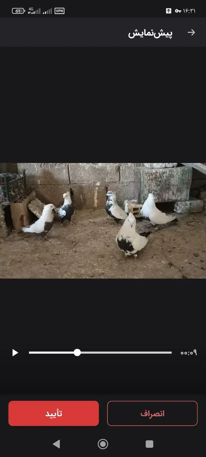 کله کبوتر|پرنده|چگنی, |دیوار