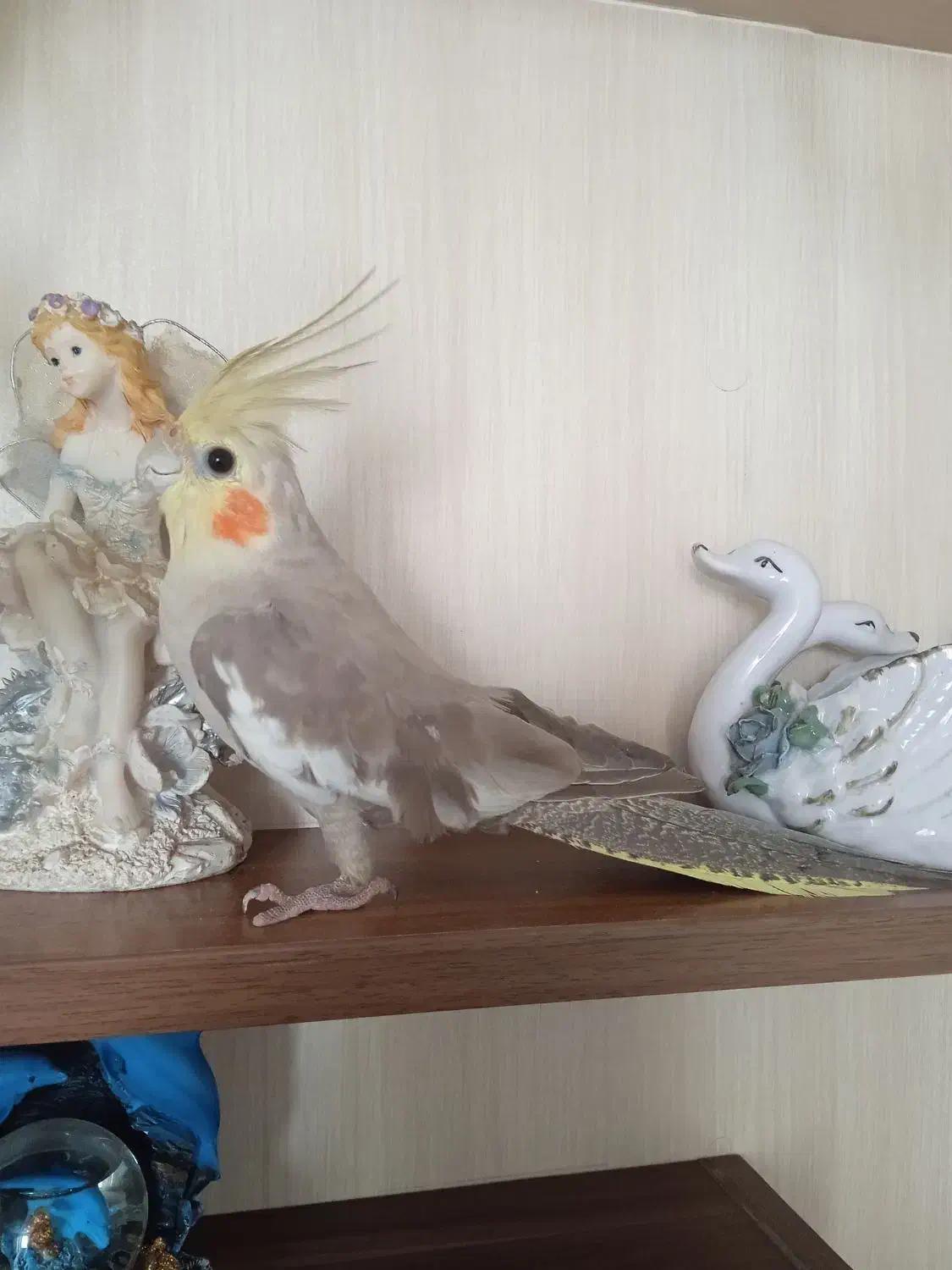 طوطی عروس|پرنده|رشت, کوی مهر|دیوار