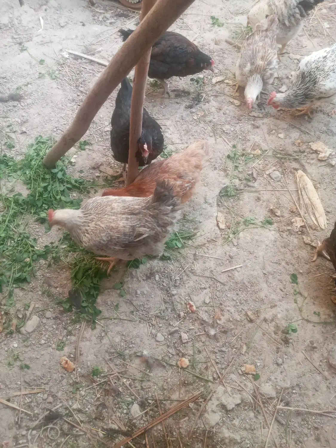 مرغ محلی تخمگذار. و تیش و خروس|حیوانات مزرعه|عنبرآباد, |دیوار