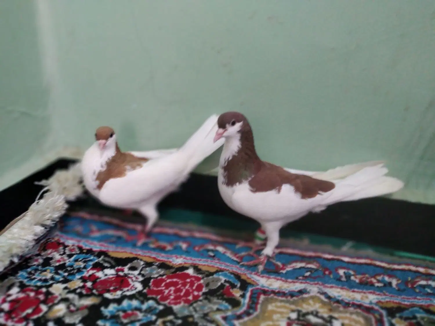 شهری|پرنده|جاسک, |دیوار