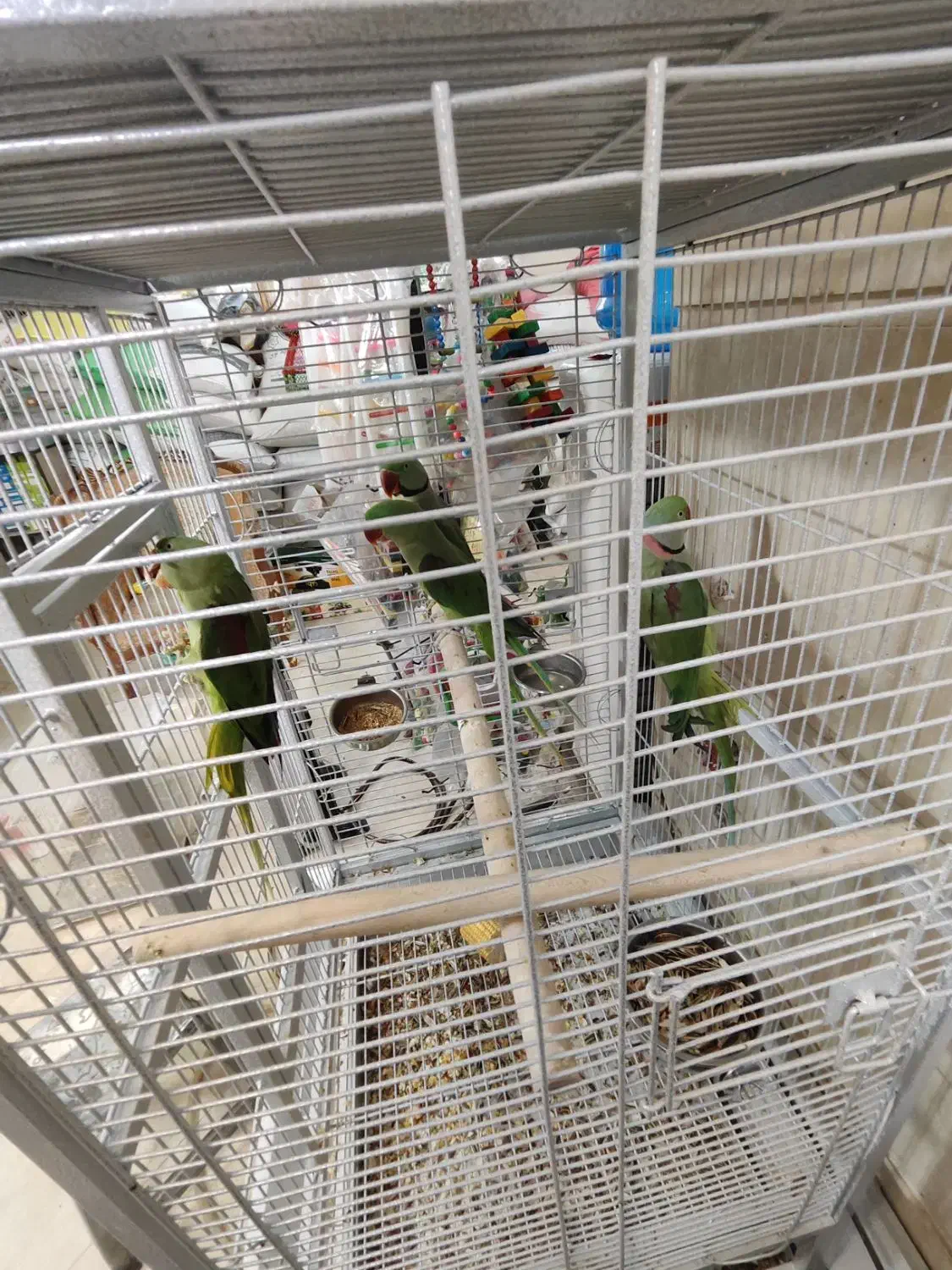 پرنده فروشی|پرنده|قم, خاکفرج|دیوار