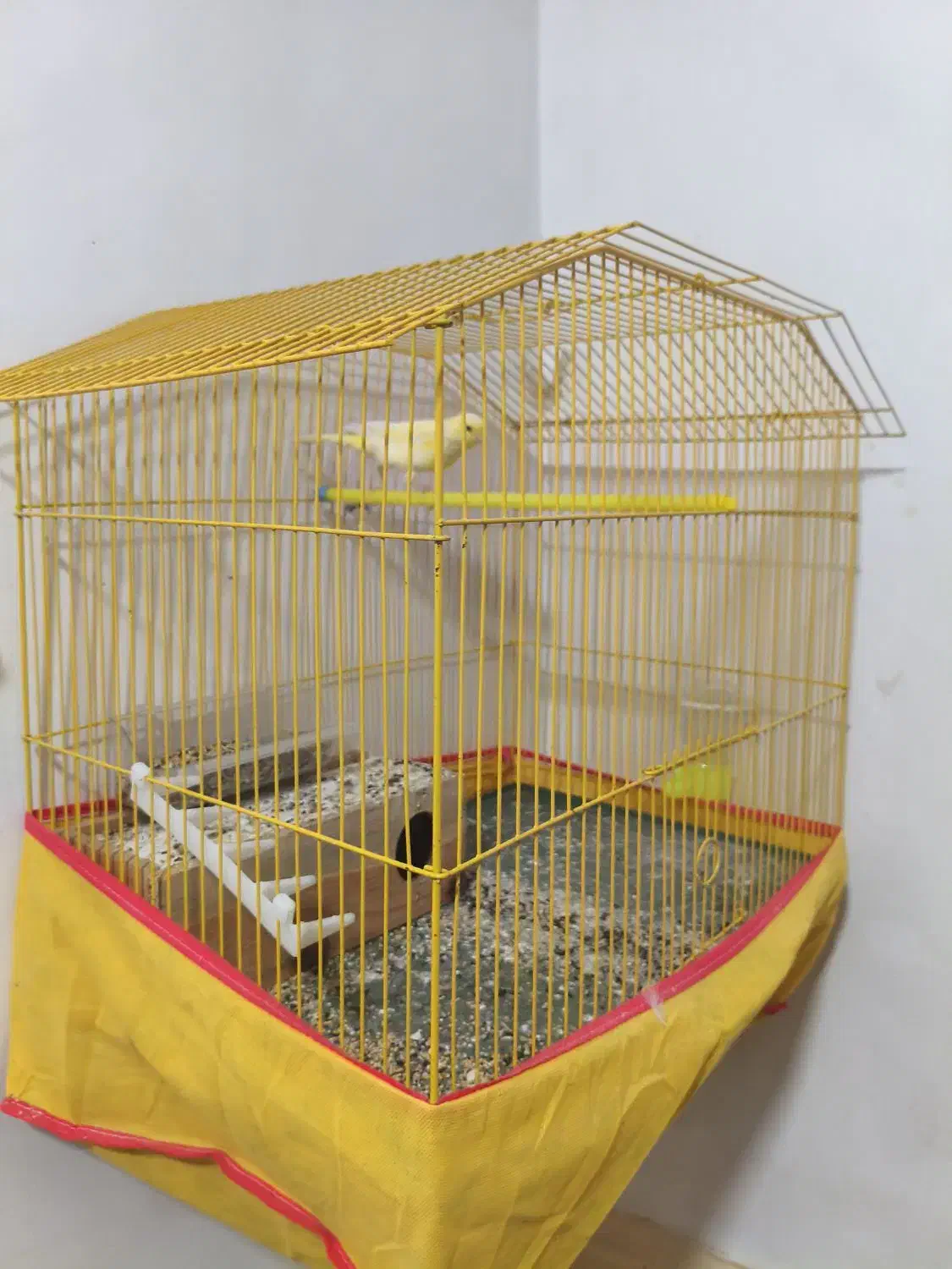 سلام قناری نر جون توپرریزی هستش قیمت توافقی|پرنده|کاکی, |دیوار