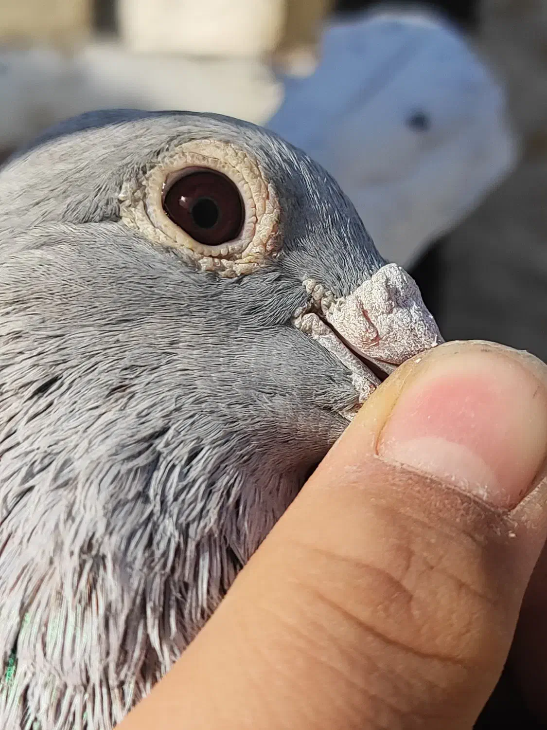 کفتر اغون مسافتی|پرنده|مشهد, ثامن|دیوار