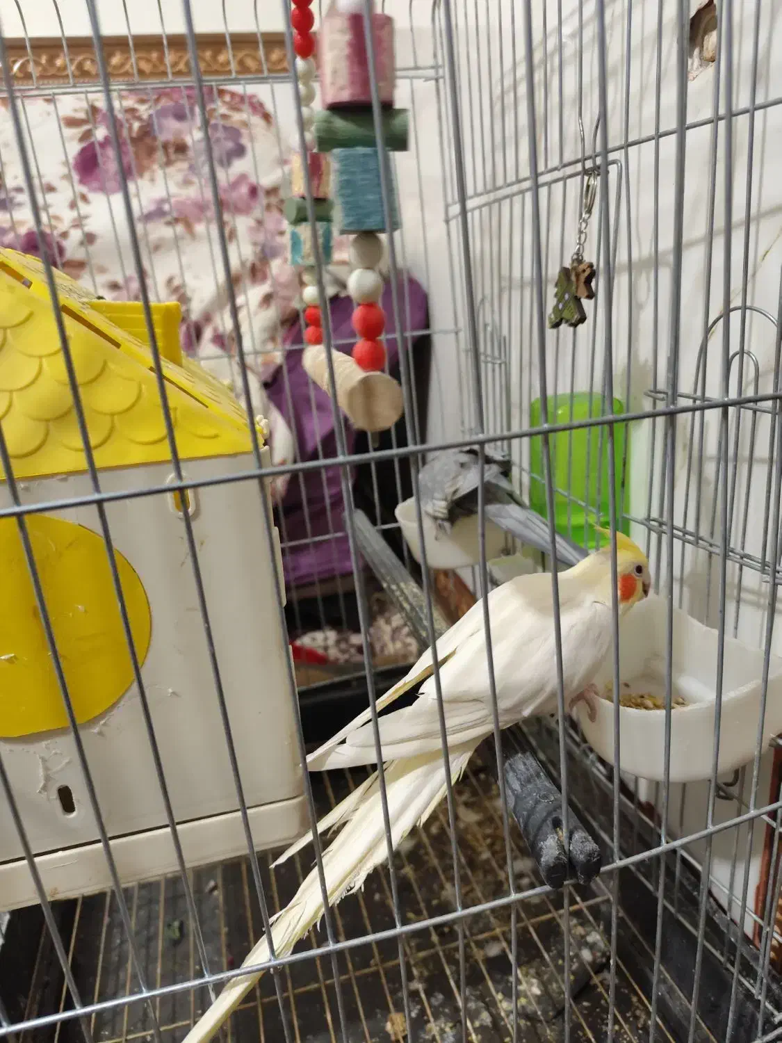 پرنده|پرنده|پاکدشت, شهرک امام رضا|دیوار