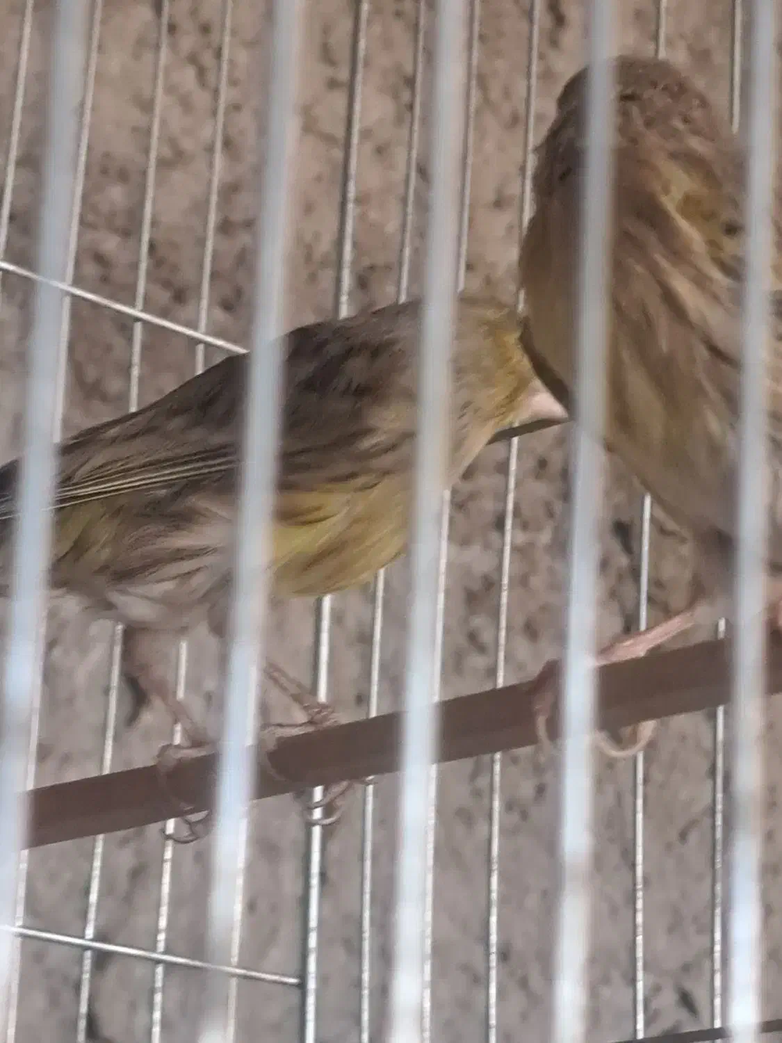 قناری|پرنده|کرمان, |دیوار