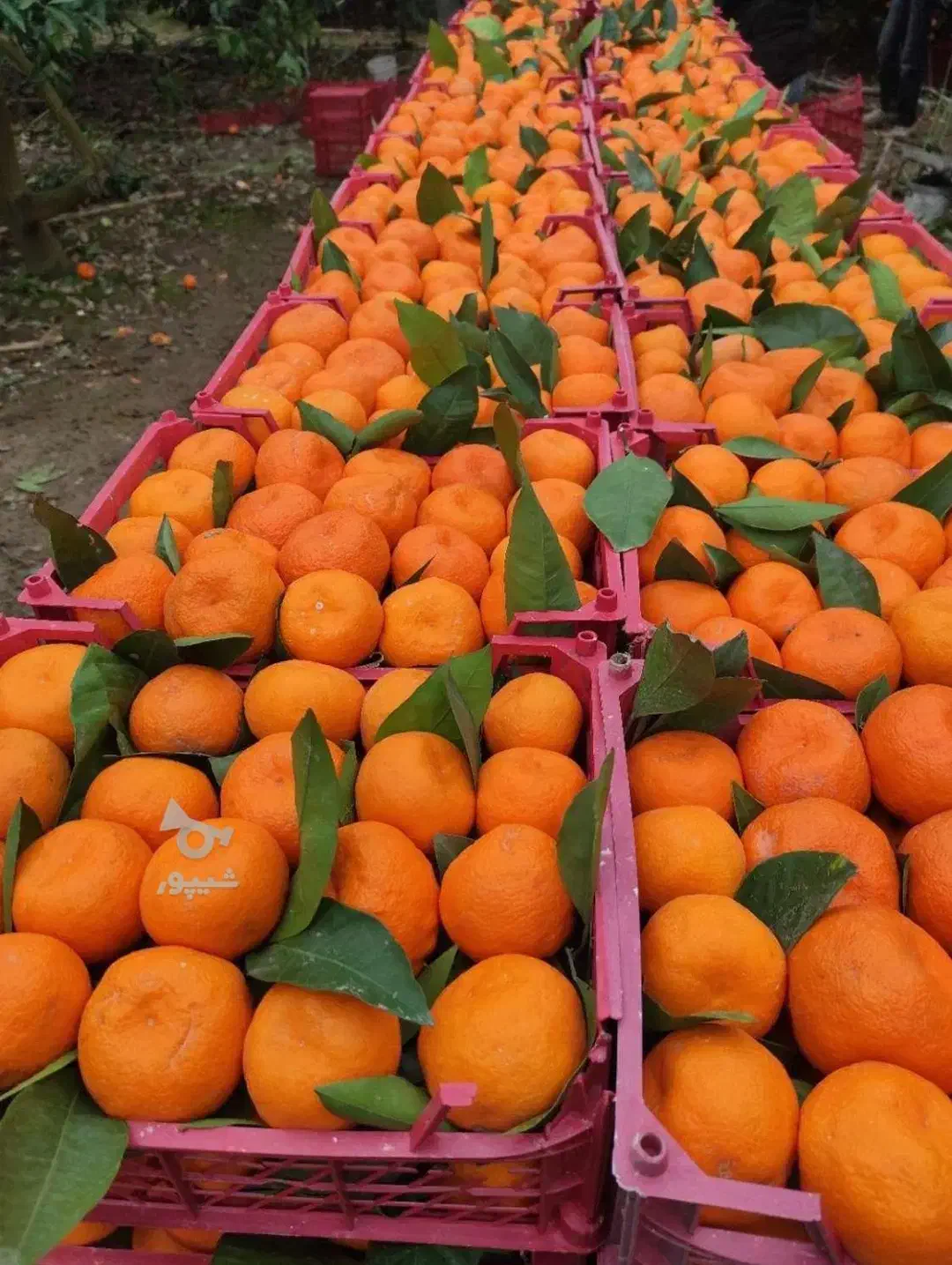فروش ،پرتقال ،نارنگی سوپر|عمده‌فروشی|شیرگاه, |دیوار