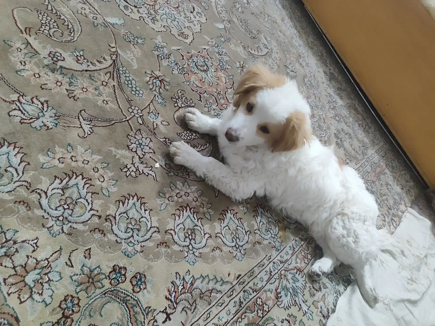 سگ .|سگ|تهران, طیب|دیوار