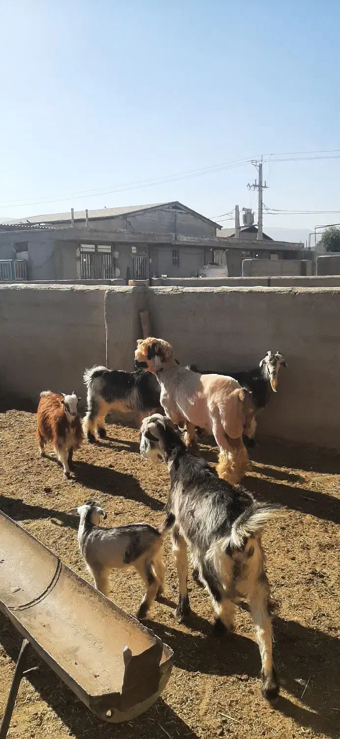 کهره شاخ جفت و بره جنس دار بذری (تخمی)|حیوانات مزرعه|شیراز, کوشک بیدک|دیوار