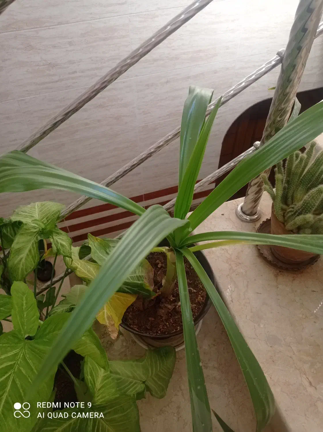 گل های آپارتمانی|گل و گیاه طبیعی|زیباشهر, |دیوار