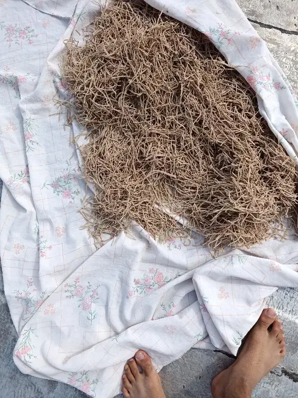 رشته|حراج|بندر دیر, |دیوار