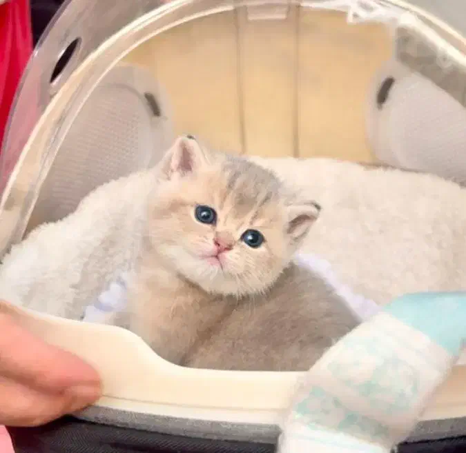 بچه گربه دارای بازدید حضوری در شیراز|گربه|شیراز, تندگویان|دیوار