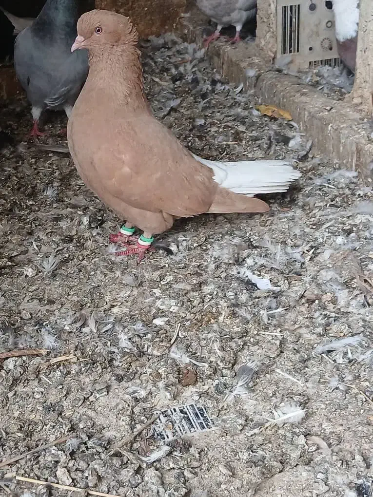 دم سفید|پرنده|اهواز, منبع اب|دیوار