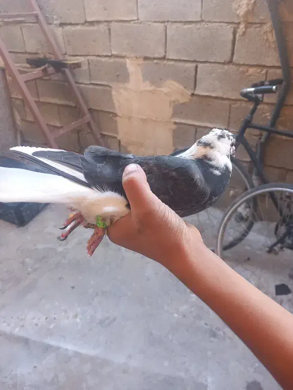 کبوتر|پرنده|باغ ملک, |دیوار