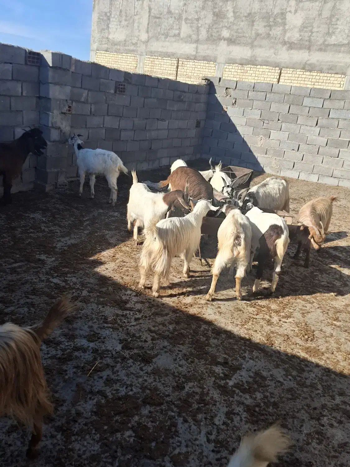 بزغاله کشتاری|حیوانات مزرعه|مینودشت, |دیوار