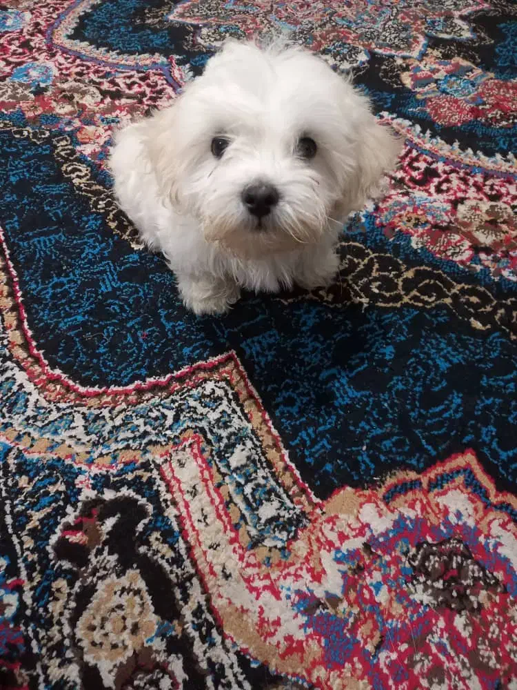 سگ شیتزو تریر|سگ|ارومیه, |دیوار