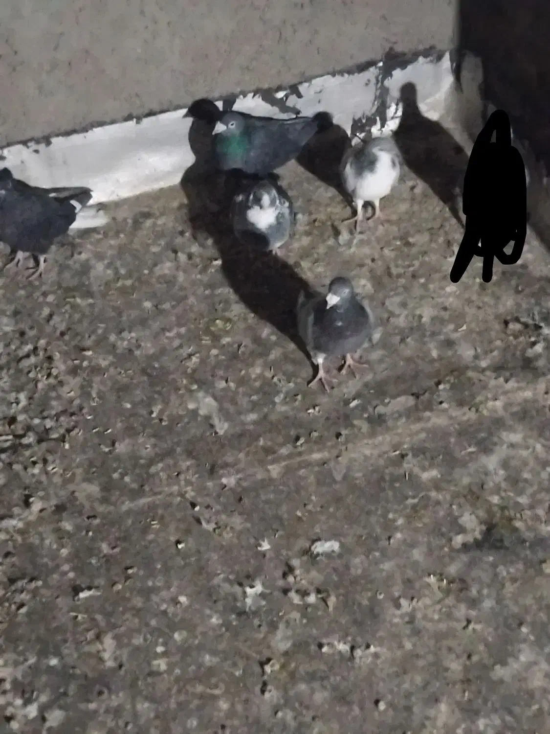 پنج عدد کبوتر پرشی|پرنده|اقبالیه, |دیوار