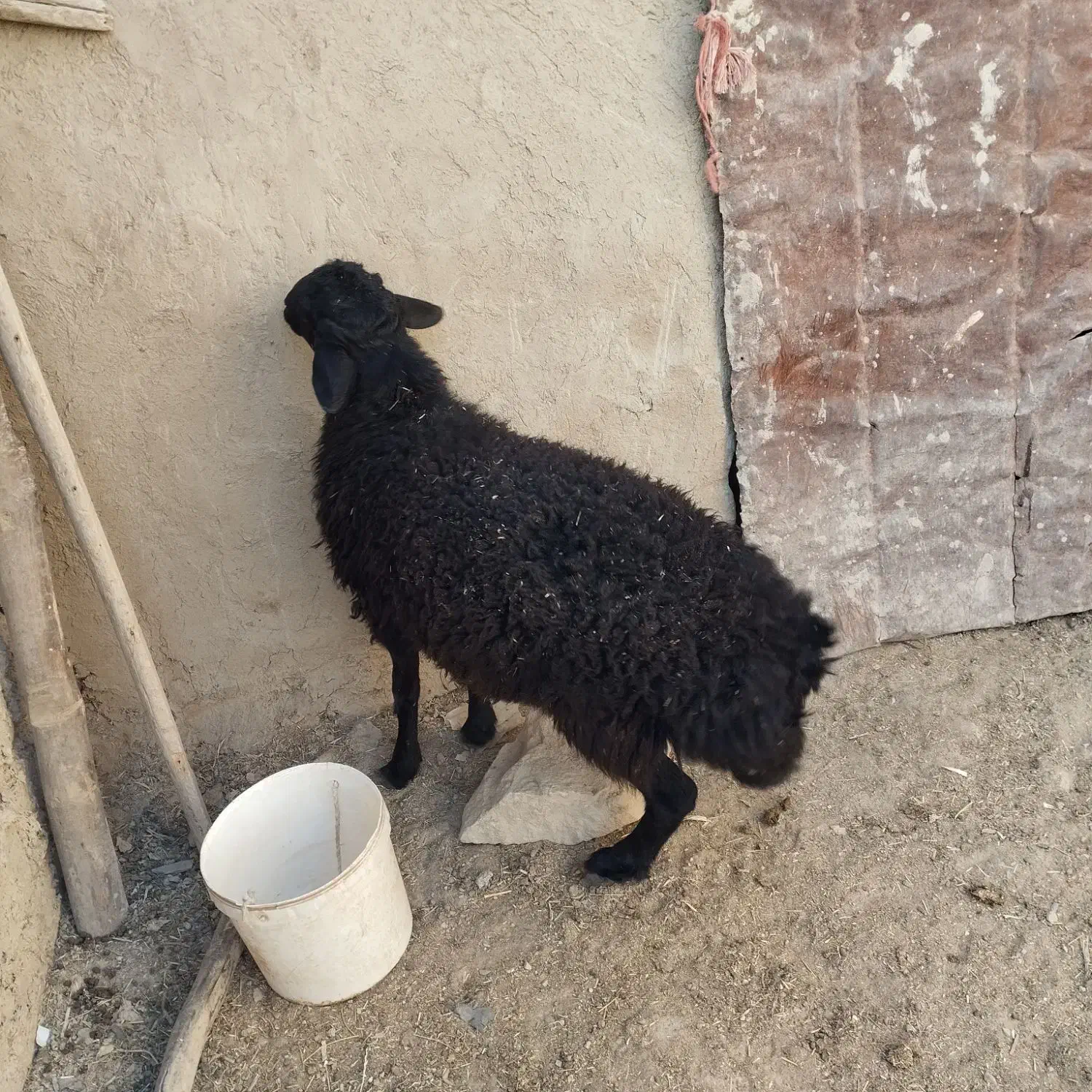 یک راس بره نر قزل افشاری برای نسل کشی|حیوانات مزرعه|شراء, |دیوار