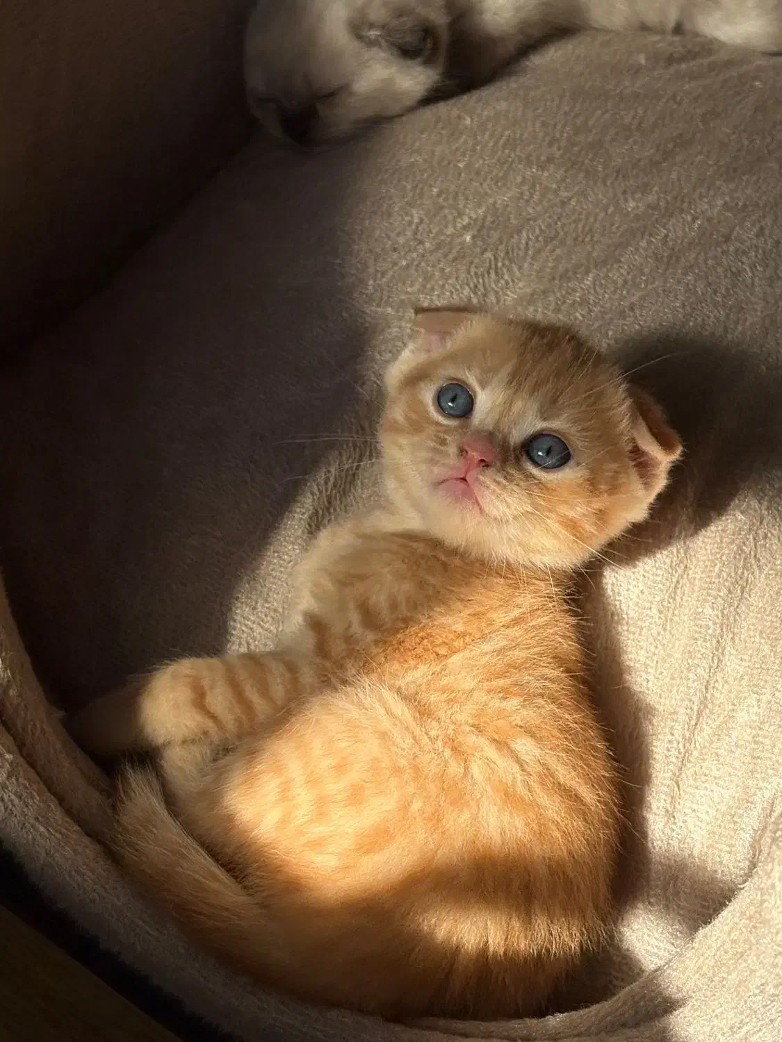 اسکاتیش اصیل گلد|گربه|گنبد کاووس, |دیوار