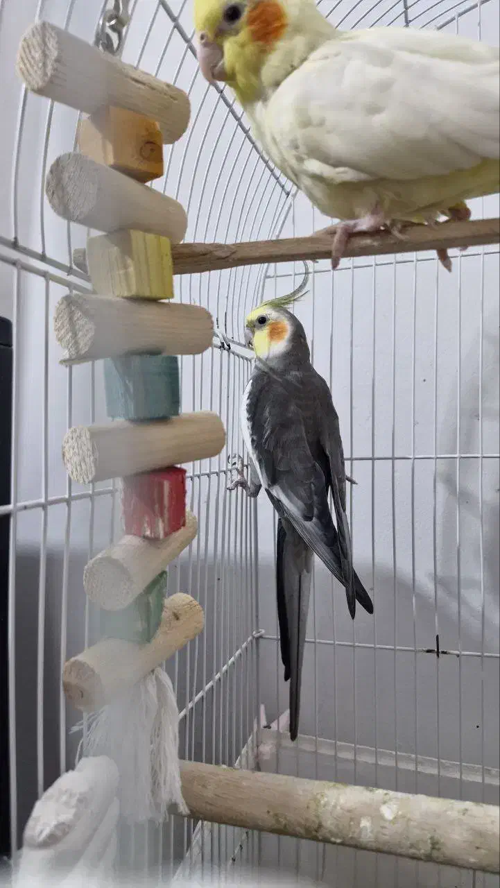 عروس هلندی نر(خاکستری)|پرنده|تنکابن, |دیوار