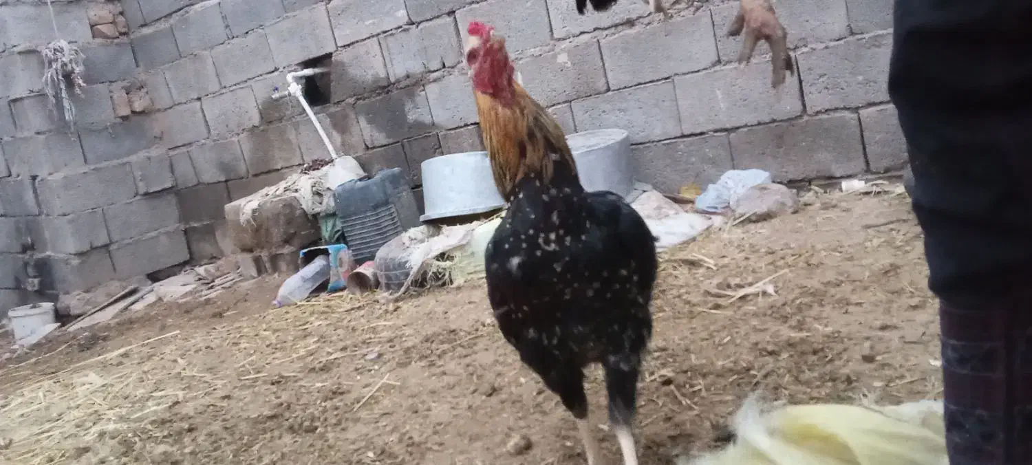 خروس لاری|حیوانات مزرعه|تربت جام, میان جام|دیوار