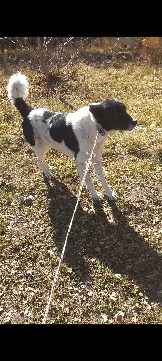 سگ گله|سگ|سراب, |دیوار