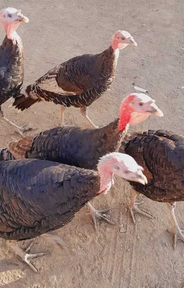 بوقلمون نروماده|حیوانات مزرعه|ابهر, |دیوار