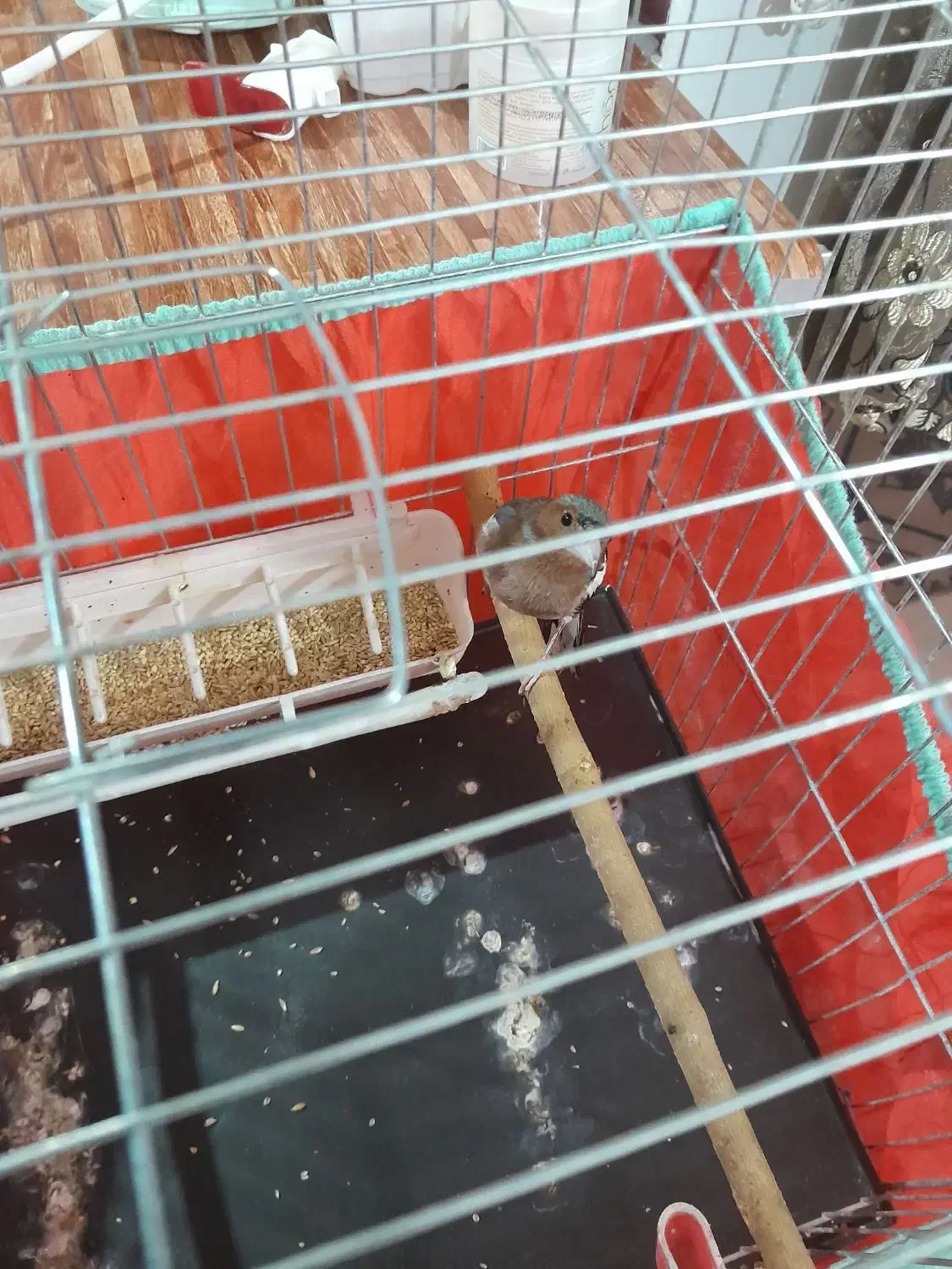 سهره نر جوجه سال ریزه خون|پرنده|تهران, هاشمی|دیوار