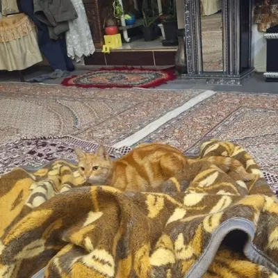 گربه|گربه|سهند, |دیوار