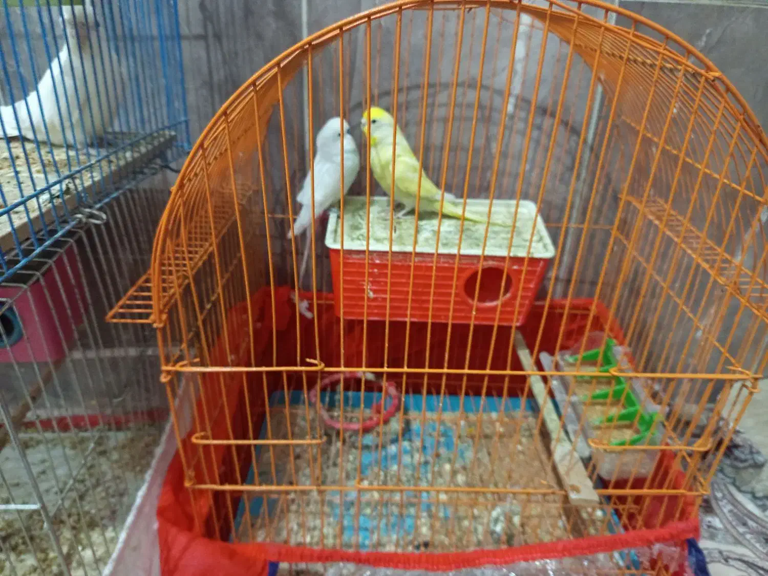 یک عروس هلندی آلبینو سخنگو کاملا اهلی|پرنده|اشنویه, |دیوار