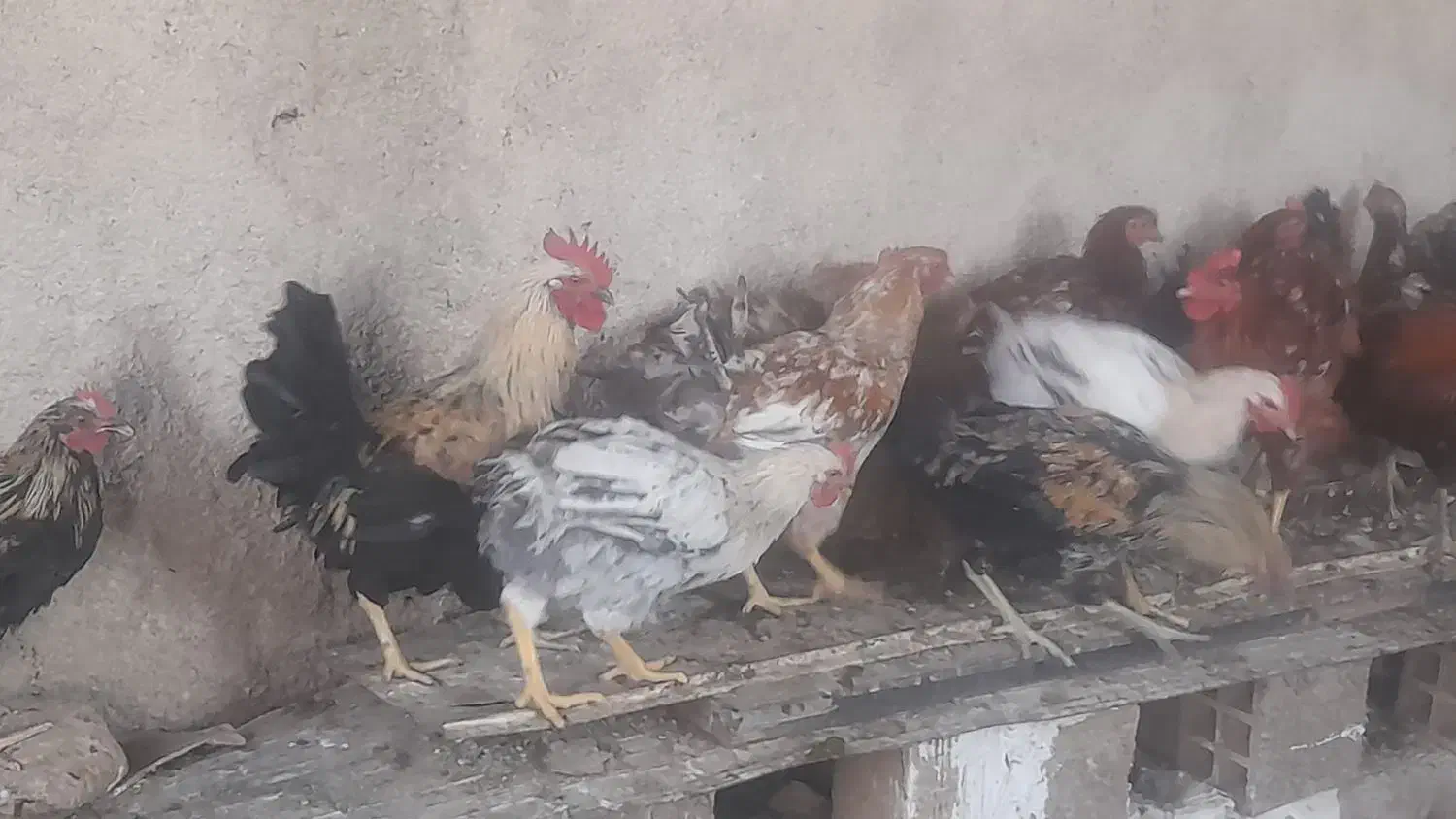 خروس|پرنده|گوآور, |دیوار