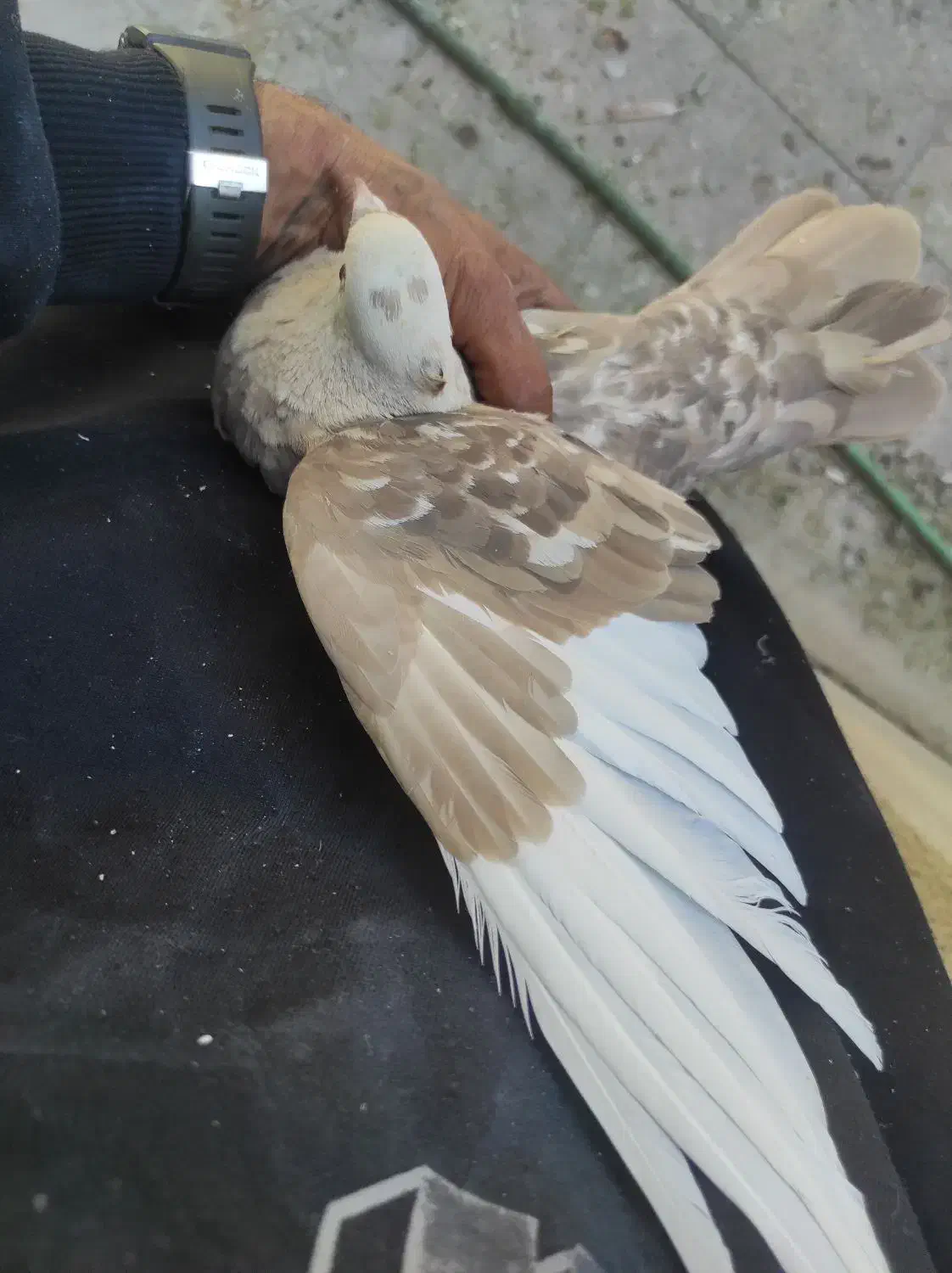 کفتر و گنجه فروشی|پرنده|شیراز, شاهچراغ|دیوار