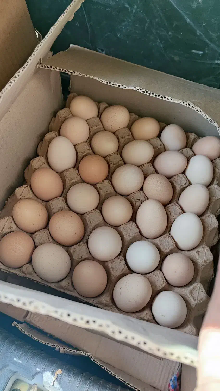 فروش تخم مرغ محلی ارگانیک گلپایگان تولید روز|خوردنی و آشامیدنی|مشهد, کوی سیدی|دیوار