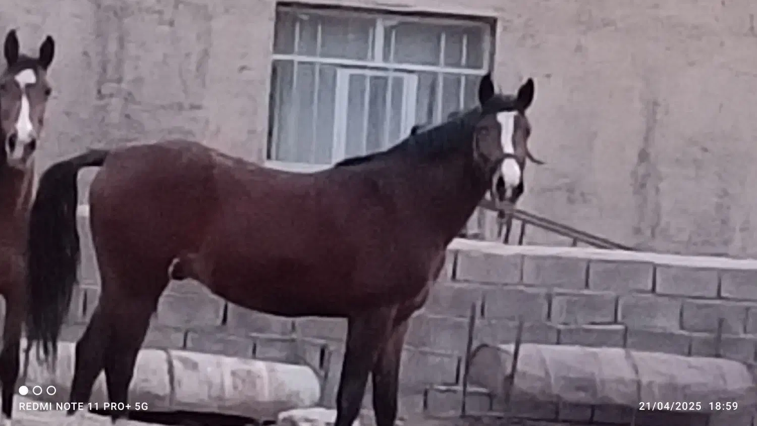 کره نریان کرد|اسب و تجهیزات اسب‌سواری|اراک, |دیوار