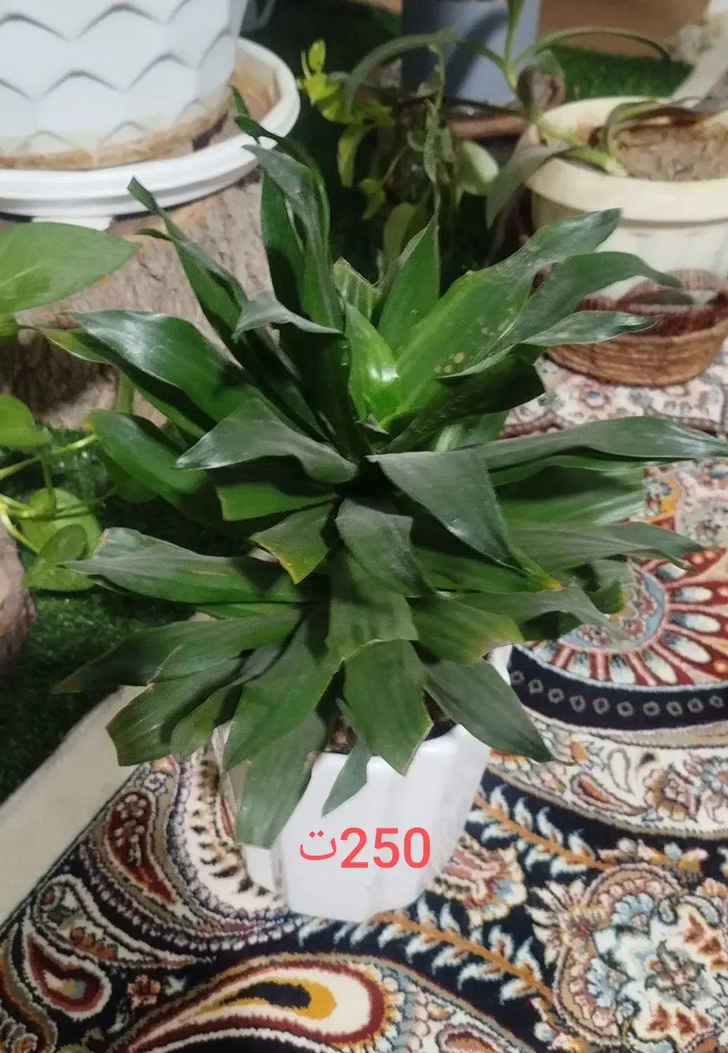 گل طبیعی|گل و گیاه طبیعی|نیشابور, ده حلاج|دیوار