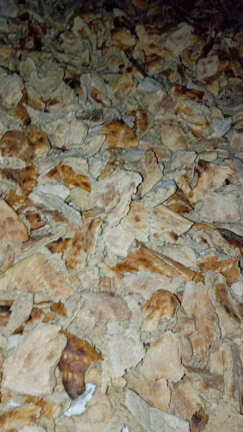 نان خشک|خوردنی و آشامیدنی|زابل, |دیوار