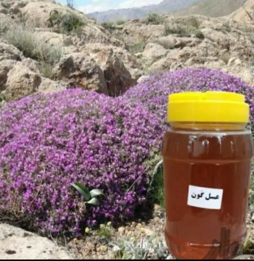 کارنیکا آلمانی درجه یک ع سل|حیوانات مزرعه|نورآباد, |دیوار