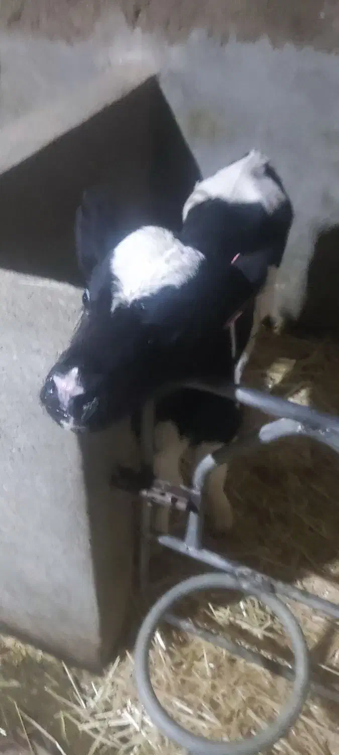 کوساله نر شیری|حیوانات مزرعه|مرودشت, زنگی آباد|دیوار