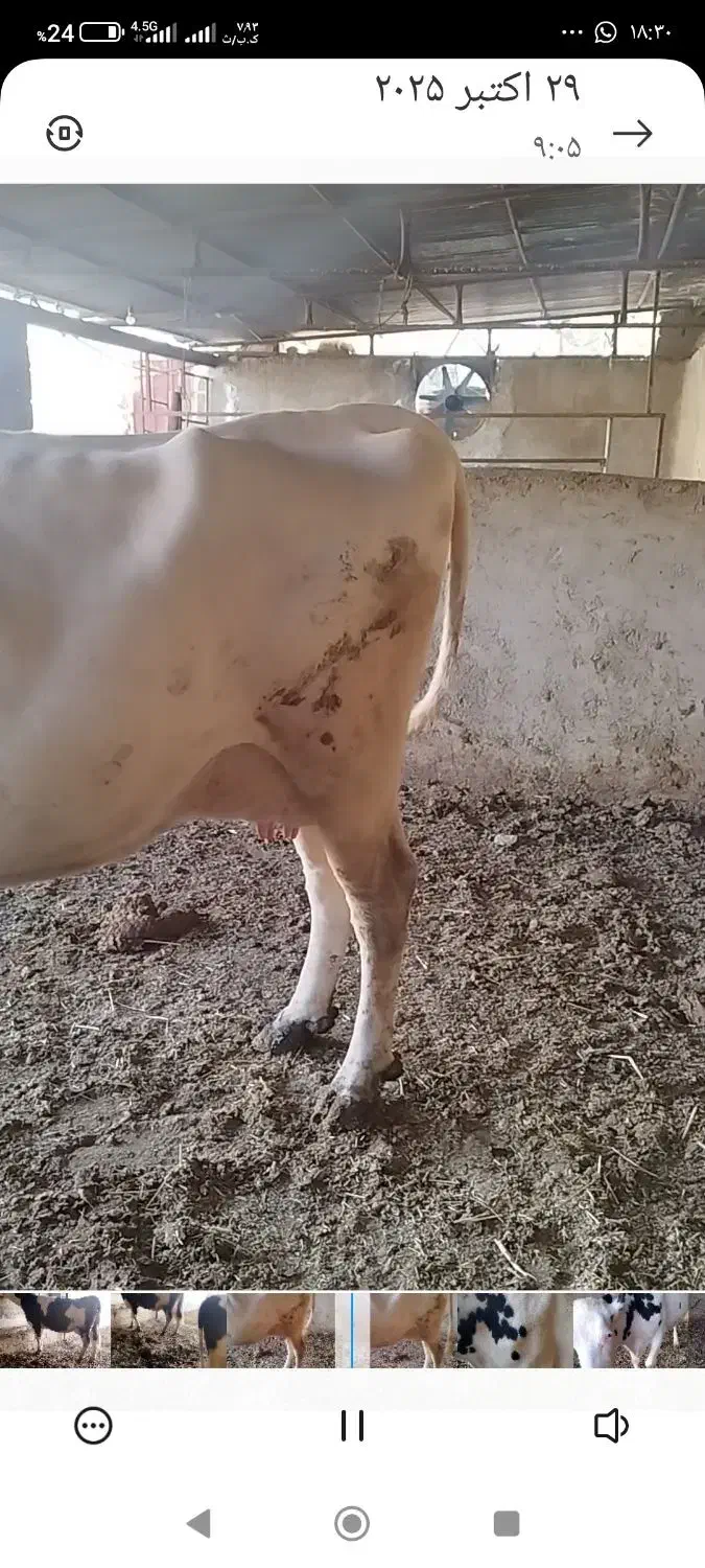 فروش دوراس گاو شیری یک راس گوساله|حیوانات مزرعه|رستم, |دیوار
