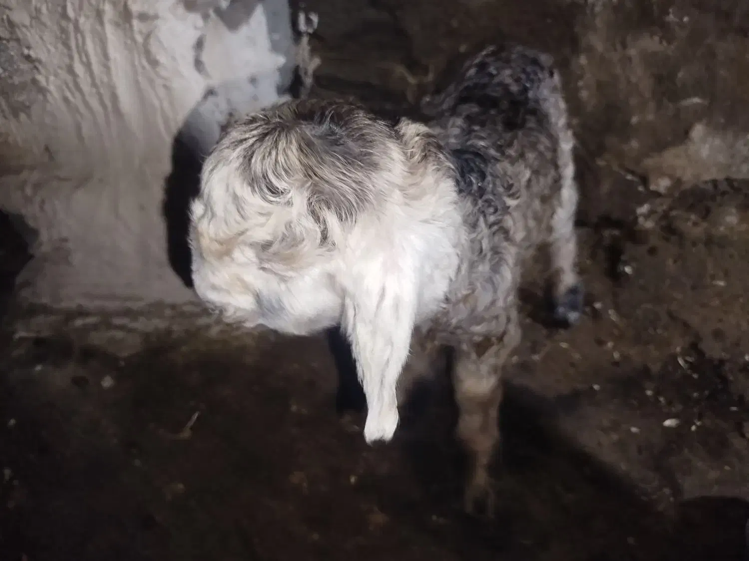 بز بیگ نر|حیوانات مزرعه|اردل, |دیوار