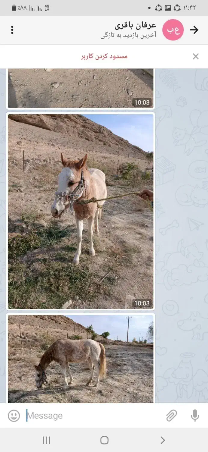 اسب مادیون آروم|اسب و تجهیزات اسبسواری|شیروان (خراسان), |دیوار