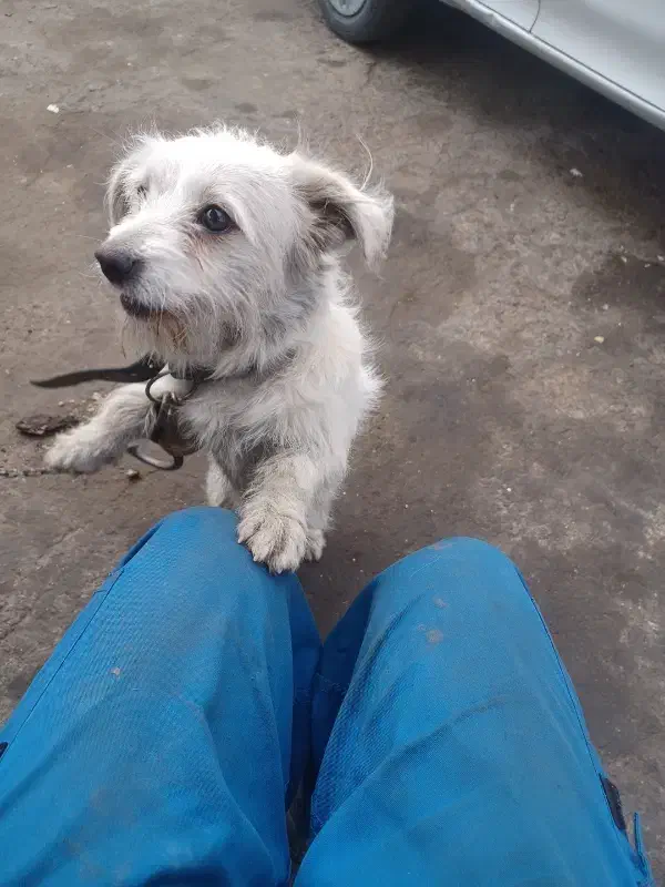 سگ ماده پیدا شده|حیوانات|اصفهان, ناژوان|دیوار