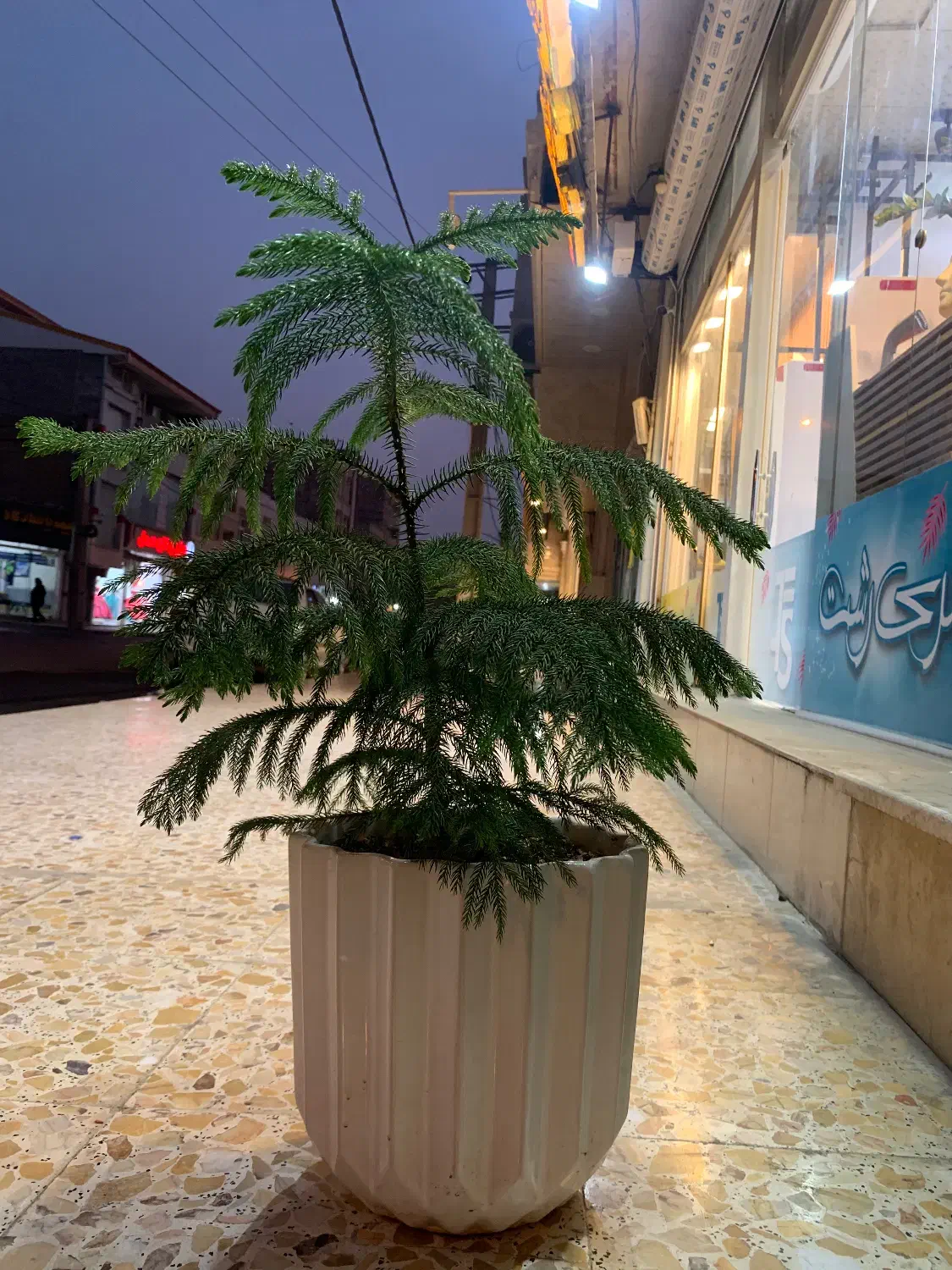 گل و گیاه|گل و گیاه طبیعی|پارسآباد, |دیوار